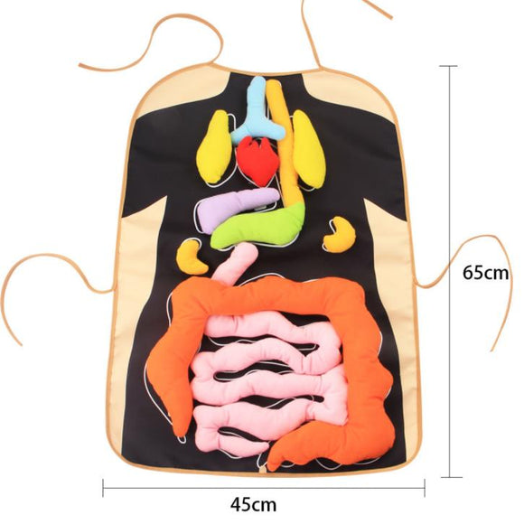 Human organ apron